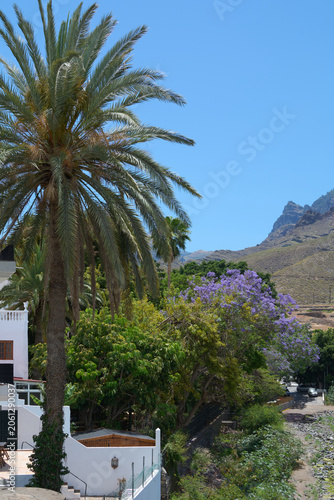 Εκτύπωση καμβά Un palmier dattier s'élève au-dessus d'une végétation luxuriante comprenant un jacaranda en fleurs violettes, près d'une maison blanche à Agaete, Gran Canaria
