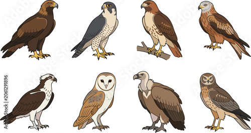 Photography Birds of Prey Vector Collection with Eagles, Hawks, Falcons and Owls