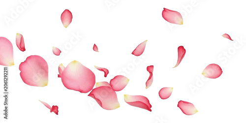 Beautiful pink rose flower petals falling and flying in the air