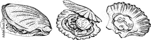 Detailed hand drawn engraving illustration of a marine sea creature in vintage style.	
