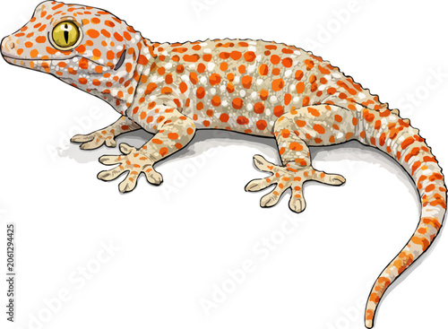 Gekko gecko illustration art