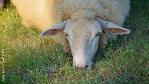 white sheep looking at camera. Animal portrait detail. in the nature background. Young lamb in an organic farm Thailand