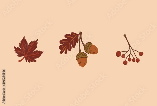 Photos Autumn set with acorns, leaves and viburnum branch drawn by hand