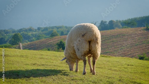 white sheep looking at camera. Animal portrait detail. in the nature background. Young lamb in an organic farm Thailand
