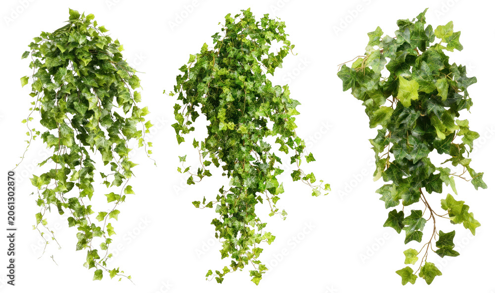 Obraz premium PNG Lush cascading green ivy foliage on transparent background