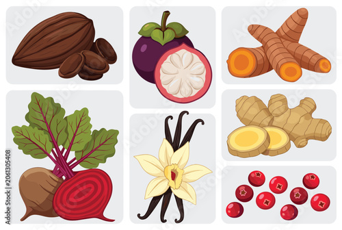 Informative grid illustration featuring various exotic plants and foods such as cacao mangosteen turmeric beetroot and vanilla.