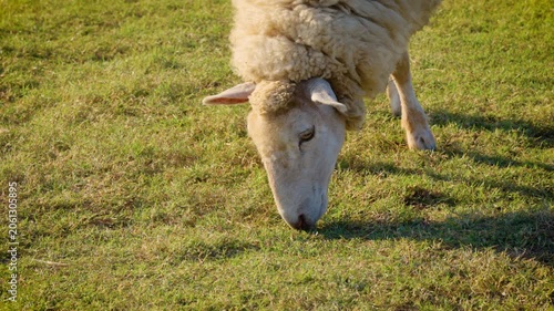 white sheep looking at camera. Animal portrait detail. in the nature background. Young lamb in an organic farm Thailand