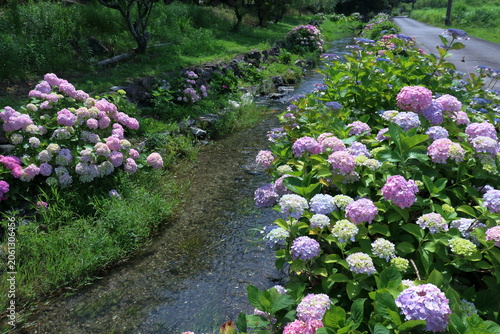 水路沿いを彩るアジサイ　高知県加茂川親水公園