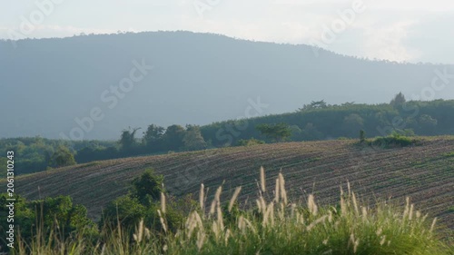 the countryside landscape during summer. Wool industry concept.  Khao Yai National Park Thailand