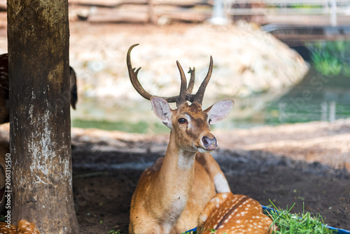 Spotted deer stag resting in the shade at enclosure.
