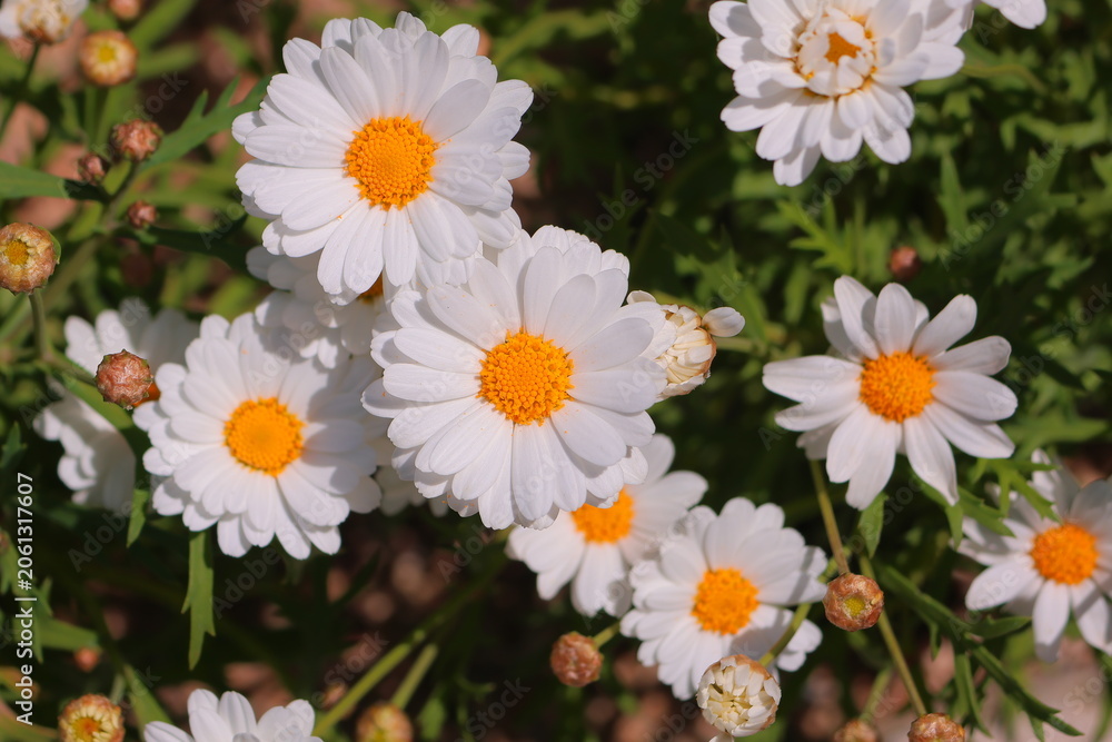 Obraz premium daisies in a garden
