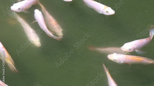 Freshwater fish move gracefully through a tranquil pond environment.