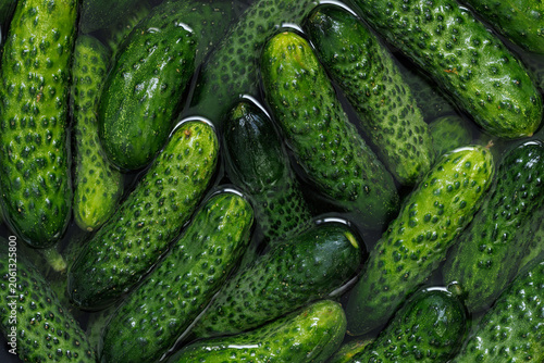 Obraz na plátně Soaking fresh cucumbers in water during the pickling process, close-up