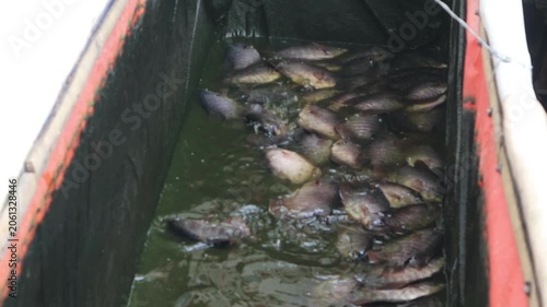 Freshwater fish actively swimming in a water tank used for aquaculture and fish cultivation.