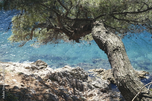 Croatia coastal scene with rocky shore, transparent blue water and coastal pine, Lošinj island, Adriatic
