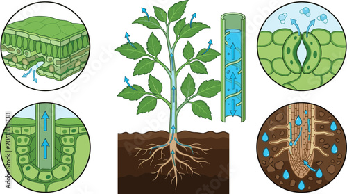 Plant Water Transport and Transpiration Process Vector Diagram Featuring Root Absorption, Xylem Flow, Stomata Function, and Leaf Gas Exchange
