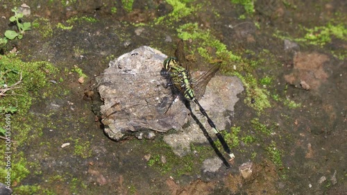A dragonfly perches on a weathered rock, showcasing delicate wings and natural beauty.