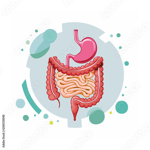 Flat color illustration of human digestive system