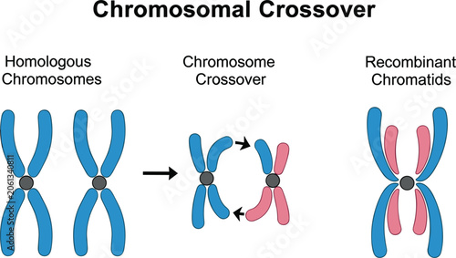 Foto Chromosomal crossover educational diagram vector showing homologous chromosomes