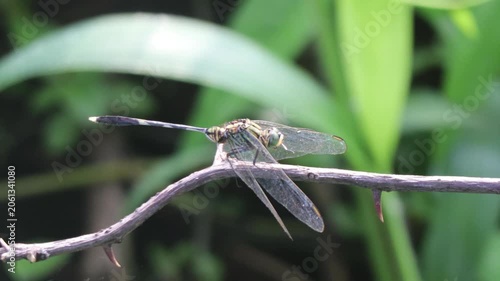 A delicate dragonfly rests on a small branch surrounded by green vegetation.