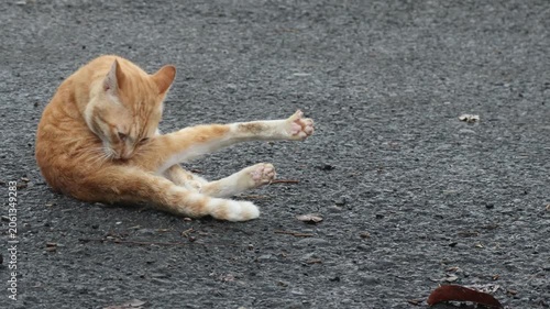 An orange tabby cat stretches and grooms itself while resting on a paved surface.