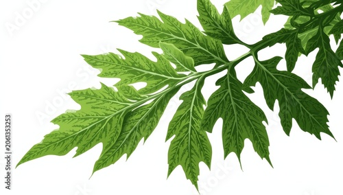 Profile of Alnus Glutinosa - Alder