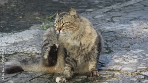 A long-haired cat grooms itself peacefully in an outdoor setting.