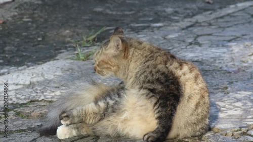 A fluffy tabby cat relaxes outdoors while enjoying the warm daylight.