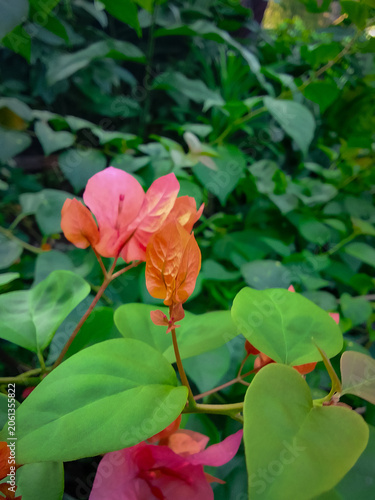 Bougainvillea flower in the garden with nature background.