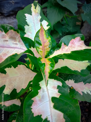 Close up of a variegated caladium plant in a pot