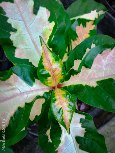 Close up of a variegated caladium plant in a pot