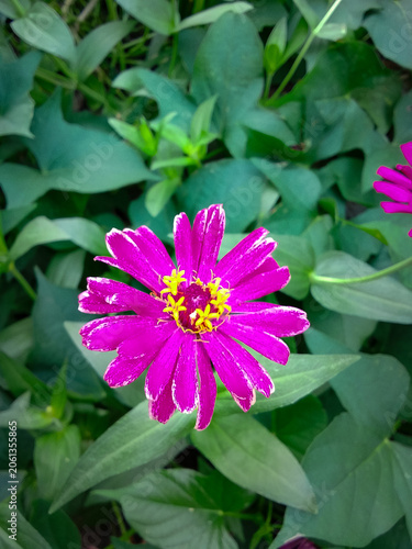 beautiful pink zinnia flower in the garden on green background