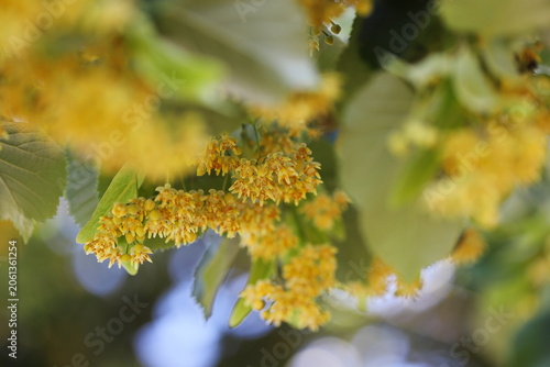 Silver linden tree (Tilia tomentosa)