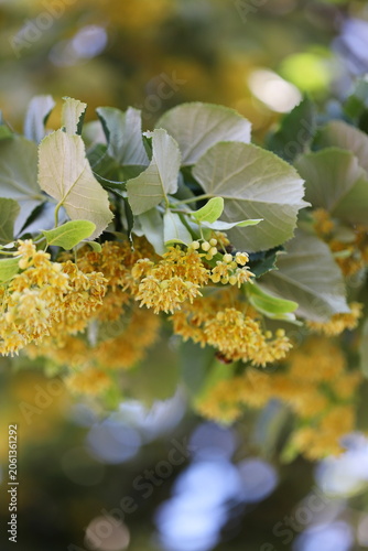 Silver linden tree (Tilia tomentosa)