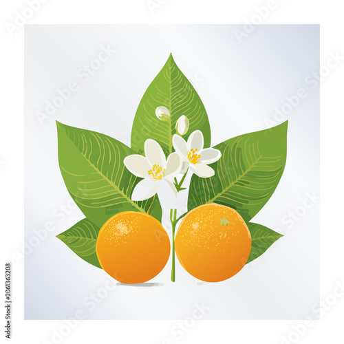 White orchid with orange fruit and green leaves