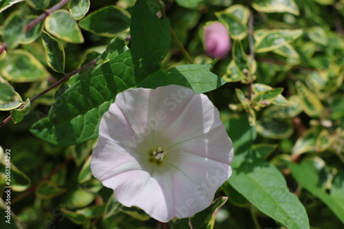 Cuadro en lienzo a flower of bindweed