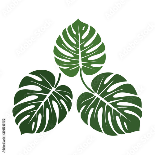 Three Monstera Leaves in Flat Vector Style
