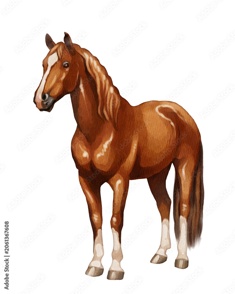 Obraz premium Horse standing in a simple pose with a smooth coat and long mane during daytime indoors
