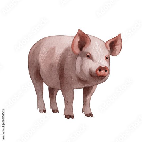 Cute pig standing on a white background with its ears perked up and a curious expression