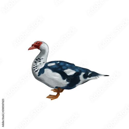 Muscovy duck standing on a plain background with distinct colors and patterns