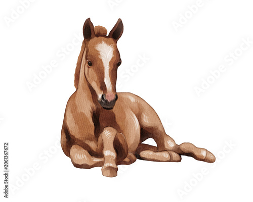 Brown foal lying down in a relaxed position on a white background during daylight hours