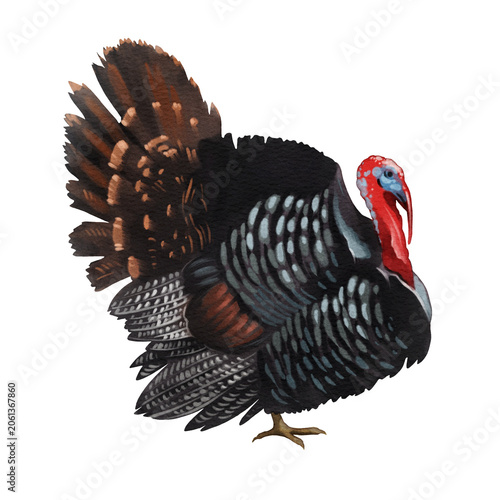 Turkey stands with its feathers spread in a display while facing the viewer in a neutral setting