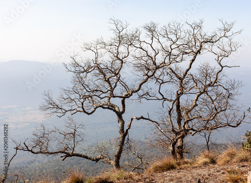 Obraz na płótnie Bare trees on mountain slope in Phu Kradueng National Park
