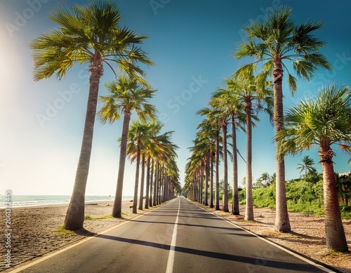 road lined in palm trees coastal boulevard lined with tall palms on the beach beach paradise summer beach vibes holliday road trip by vehicle