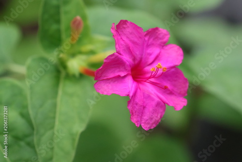 Pink four o'clock flower