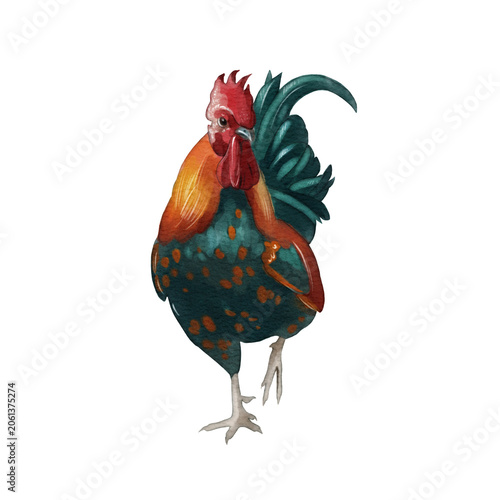 Colorful rooster standing on one leg in a simple setting showing natural feathers and vibrant colors at a farm