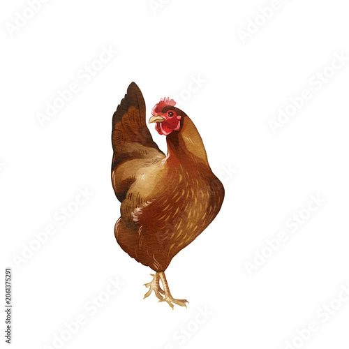 Watercolor Red Hen Illustration - Isolated Farm Chicken Clipart