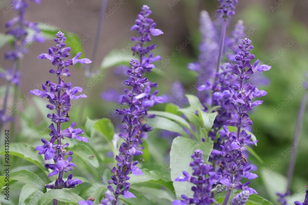 Obraz premium Blue salvia flowers