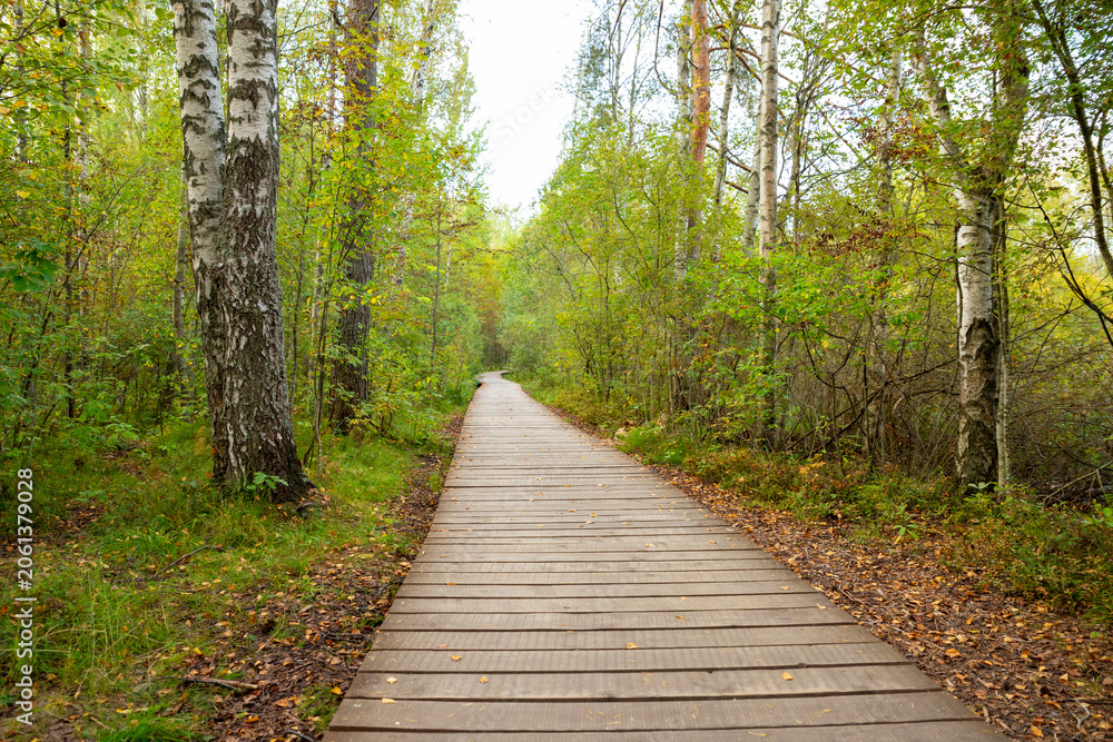 Fototapeta premium Wooden ecotrail path winding through autumn forest with birch tree. Walking trail for hiking in national park. Nature recreation area for outdoor activity, tourism and ecology concept.