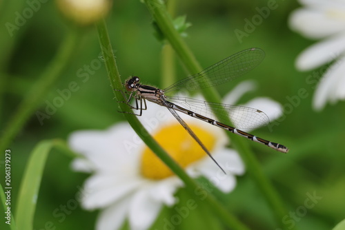 the female common blue damselfly (Enallagma cyathigerum)